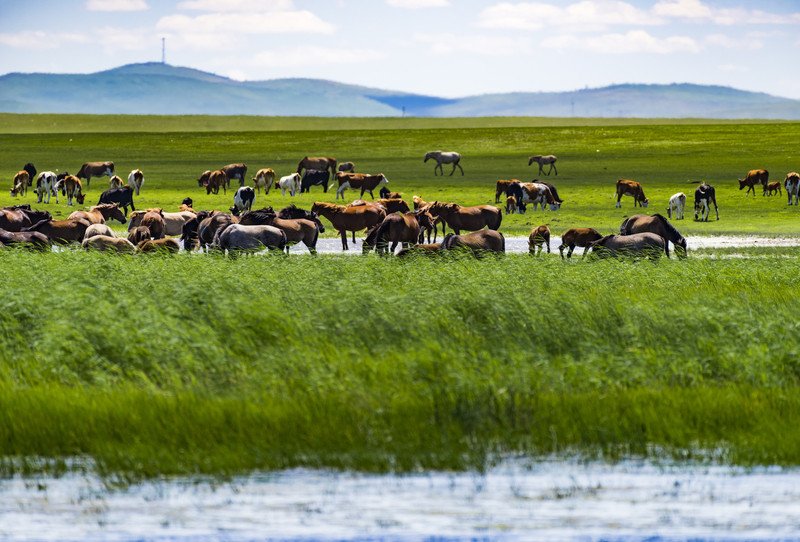 内蒙古发展探讨，观点解析与未来发展展望